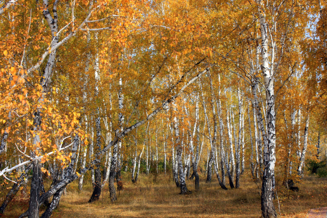 Осенняя березовая роща.