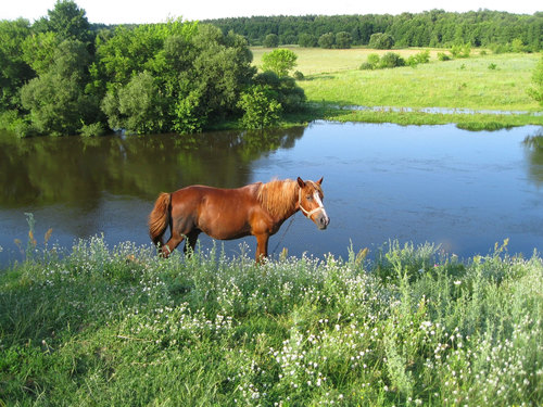 Летом, у реки