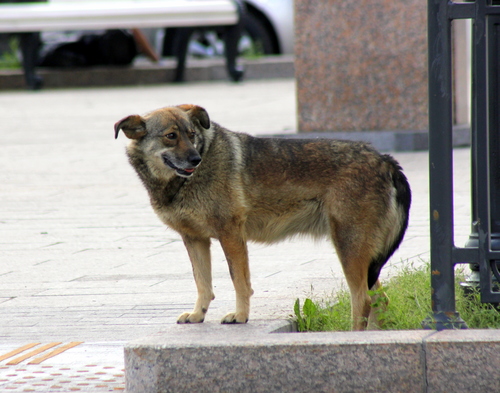 Пес,свободно-гуляющий по центру города!