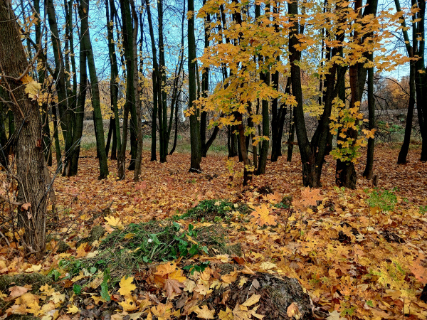 Осенние прогулки