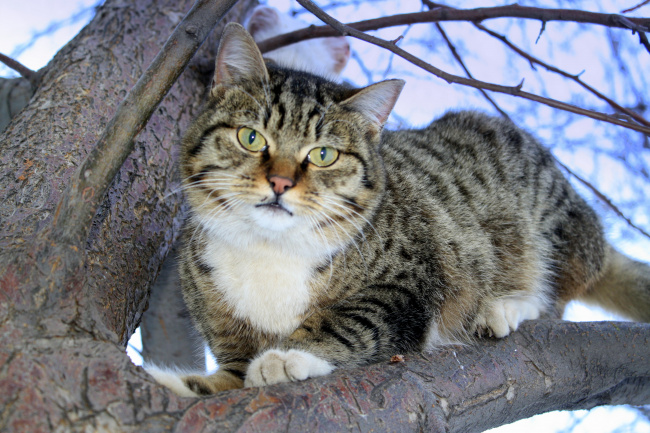 Кот на дереве.