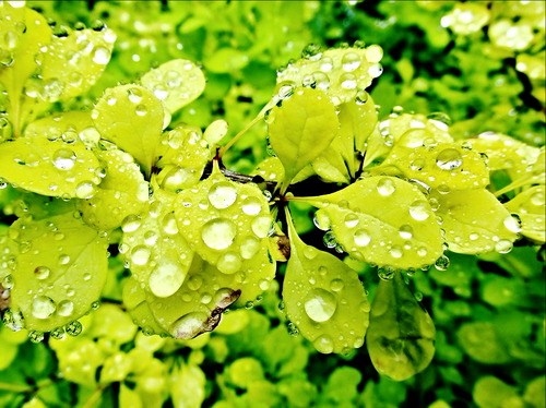 После дождя