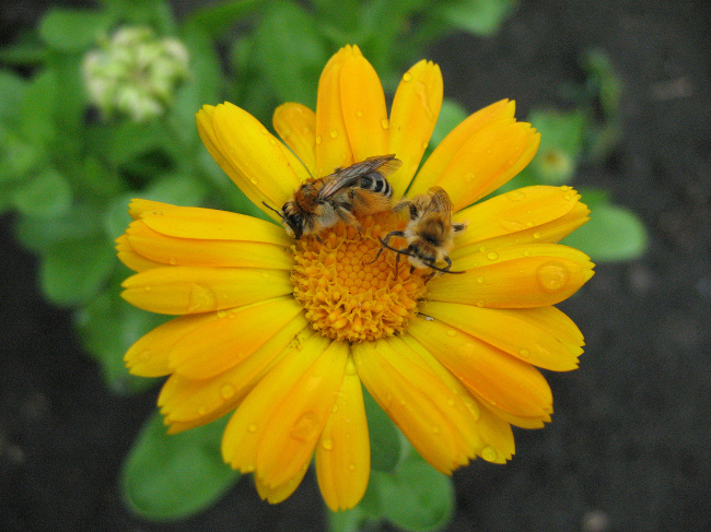Календула и пчёлы