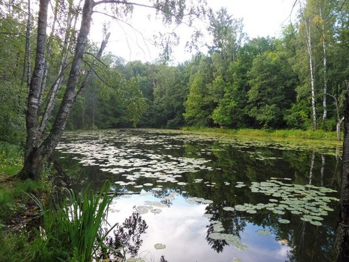 Пейзаж с рекой