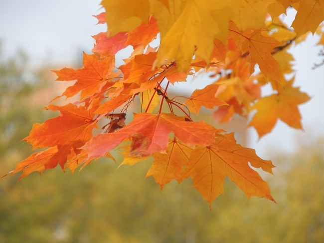 44 неделя   работа «На листьях клена осень догорает...»  автор Вячеслав Маслов