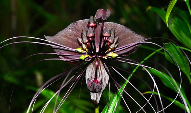 ТА?ККА ШАНТРЬЕ? (ЛАТ. TACCA CHANTRIERI)