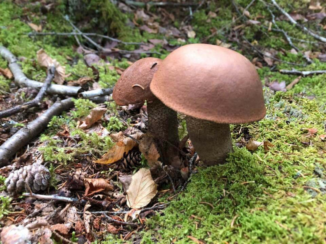 В Канаде тоже есть грибы...