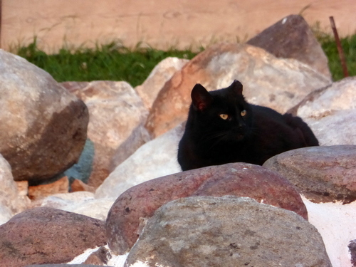 Желтоглазый ...