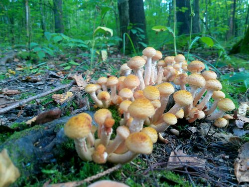 Грибная семейка