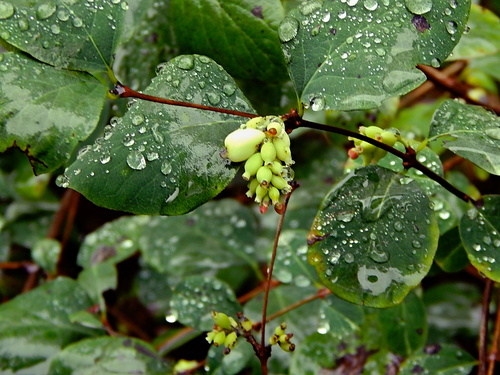 Осенние "украшения"