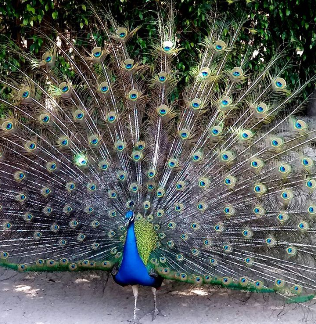 Птицы Израиля