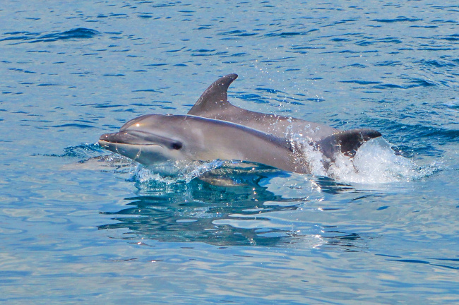 В Чёрном море плыл дельфин
