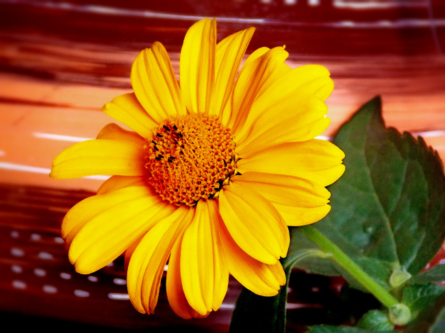 Солнечный цветок (гелиопсис)