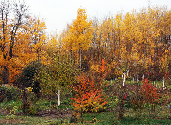 Радуга осени