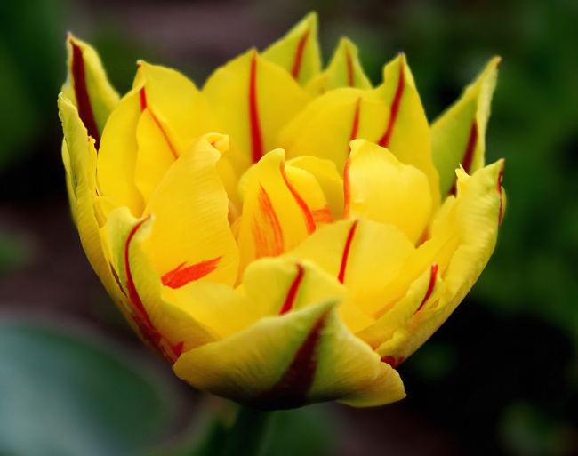 желтый махровый тюльпан