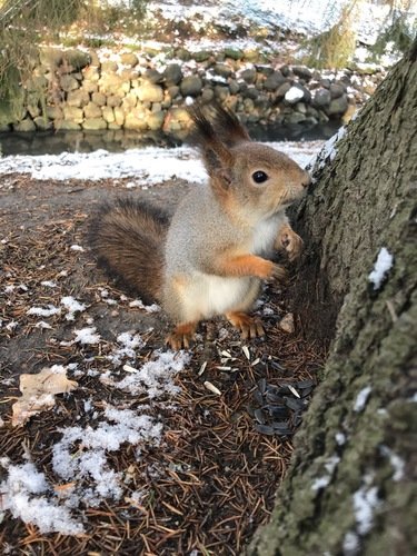 Белочка