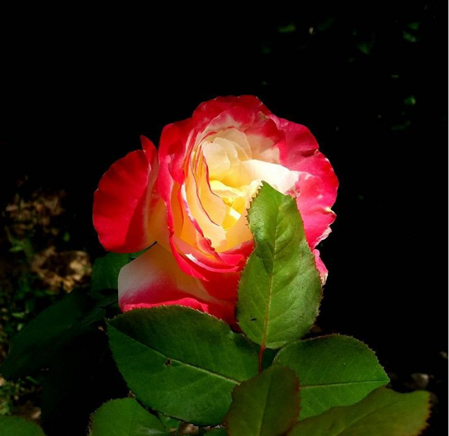 Природа Израиля