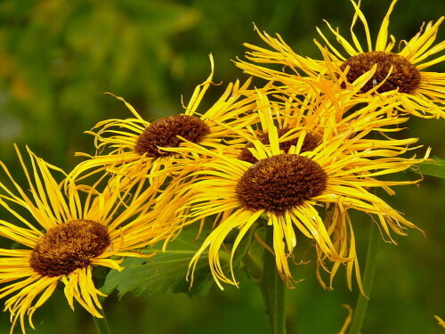 Дающий девять сил