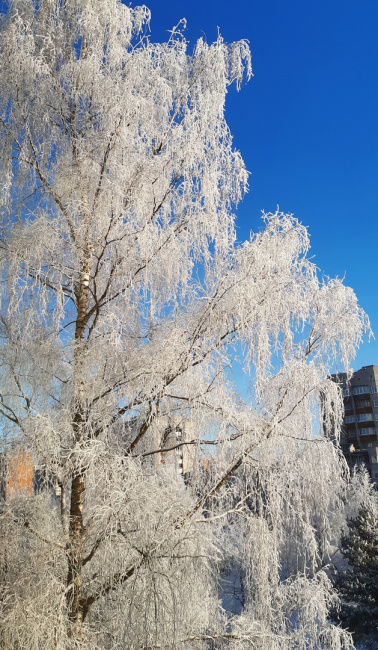 Берёза в зимнем убранстве