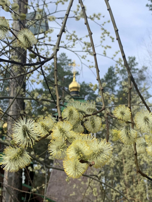 В зелёно-золотых тонах