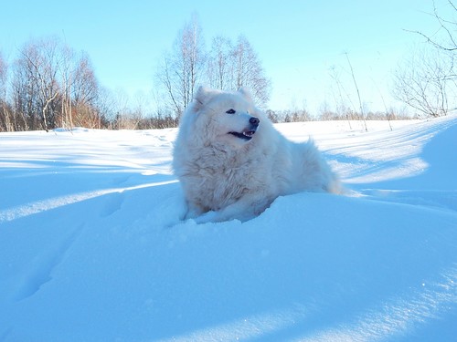 На голубом снегу