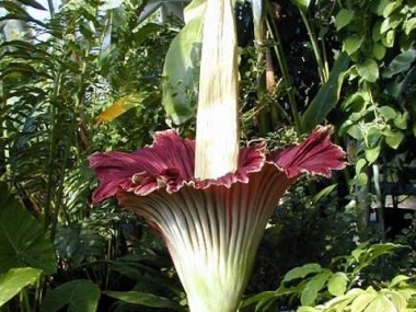 АМОРФОФАЛЛУС ТИТАНИЧЕСКИЙ (AMORPHOPHALLUS TITANUM)