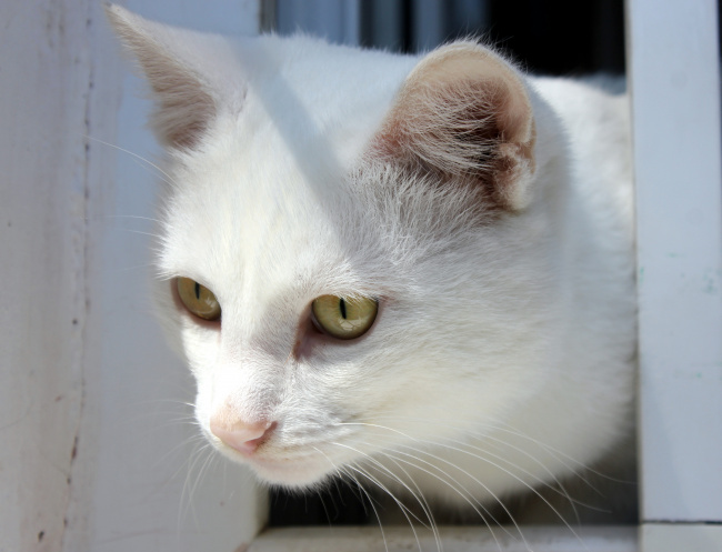 Белый  котик на окошке!