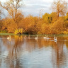 Лебеди на реке