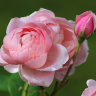 Розы в розовом павильоне Павлоска