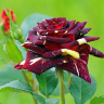 роза абракадабра