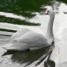 Лебедь белая плывёт