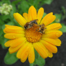 Календула и пчёлы