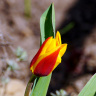 тюльпан апреля