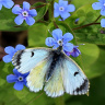 этюд с цветком брунеры и бабочкой