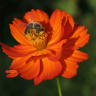 пчела на цветке космеи