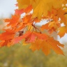 44 неделя   работа «На листьях клена осень догорает...»  автор Вячеслав Маслов