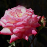 розовая роза с бутоном