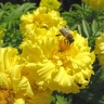 Жёлтые бархатцы с пчёлкой