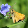 этюд с бабочкой и голубым цветком