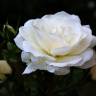 белая роза с бутонами