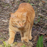 мартовский рыжий кот