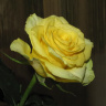 Портрет желтой розы