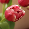 розовый тюльпан