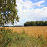 Пшеничное поле среди берез.