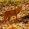 Кот с глазами цвета Осени