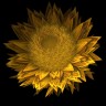 sunflower_2_by_nanikona-d6rfvt3