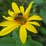 Топинамбур и пчела
