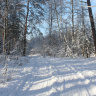 дорога в зимний лес