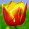 Жёлто-красный тюльпан