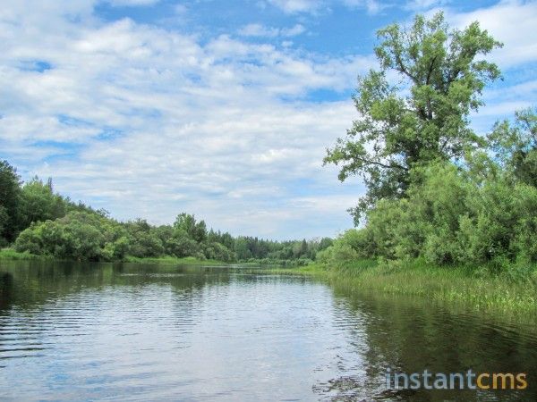 Осокорь - чёрный тополь у реки.